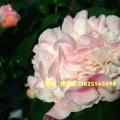 茶花