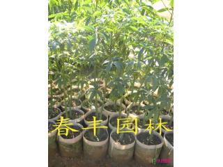 大腹木棉