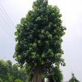 菩提榕