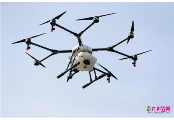 景观树治理：松江绿化养护用上了“高科技神器”