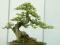 松柏盆景